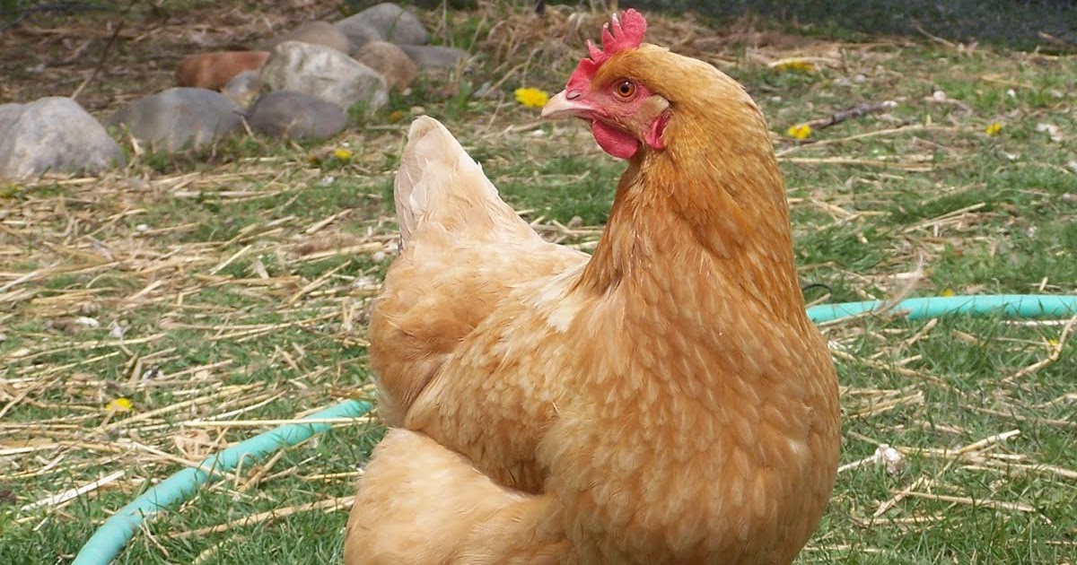 FarmgirlCyn 1 Dead Chicken