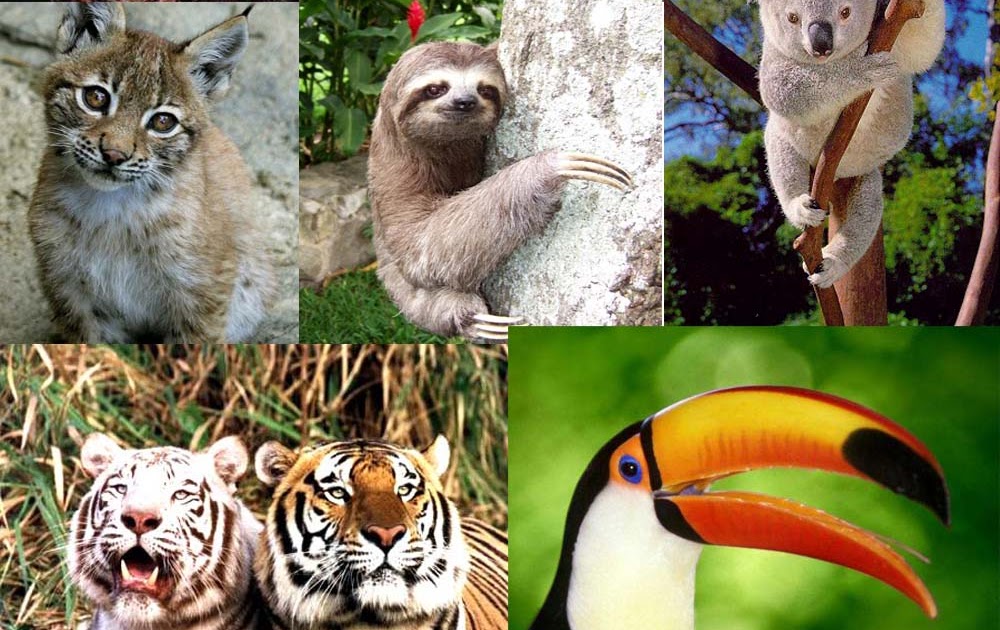 CUIDEMOS A LAS ESPECIES EN EXTINCION Animales de peligros de extinción