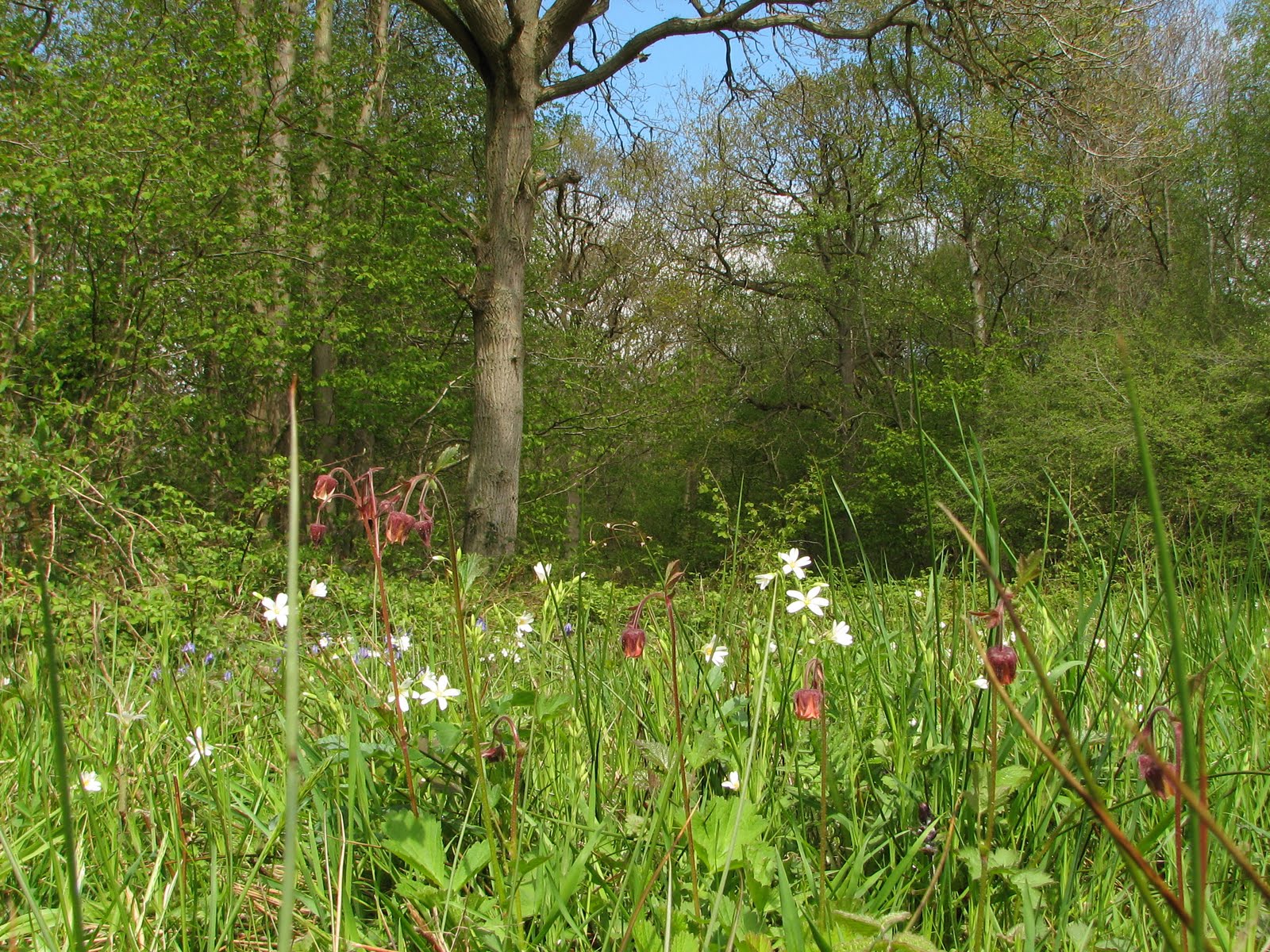 Transition Norwich Blog: Beauti...