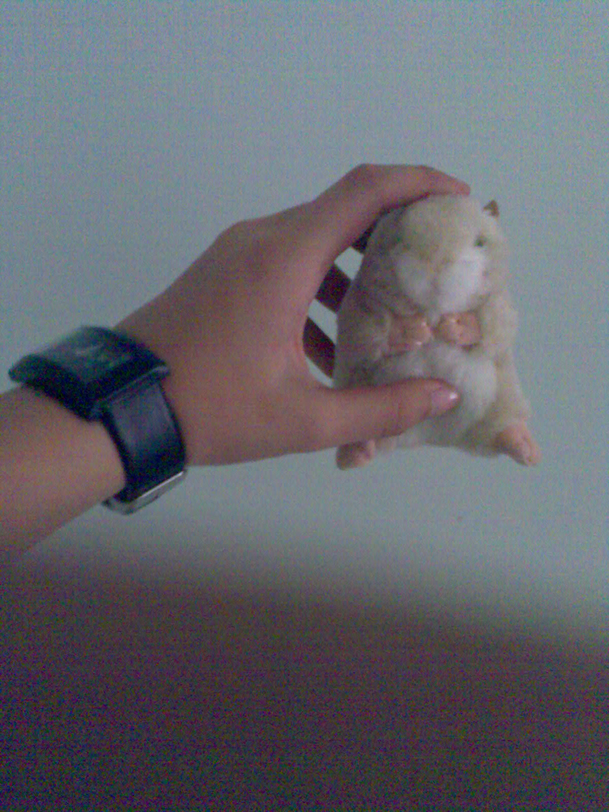 [my+hamster!.jpg]