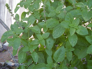 Doce Momento da Gula Manjerona e Manjericão