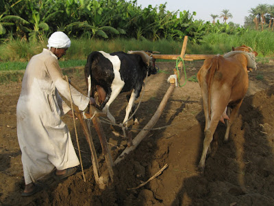 shari chocolate box corn planting they