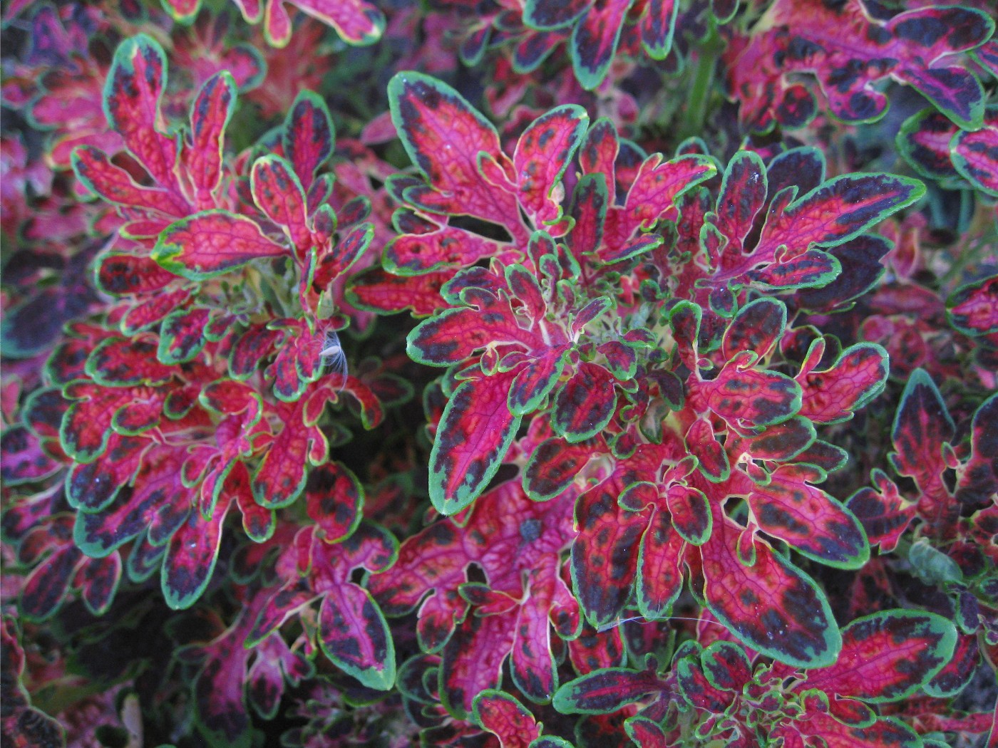 Shari�s Chocolate Box August 2010