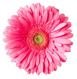 Gerber+daisies+drawing