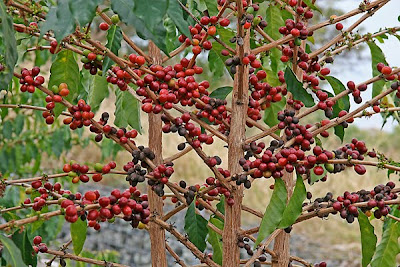 Кофейное дерево, кофе