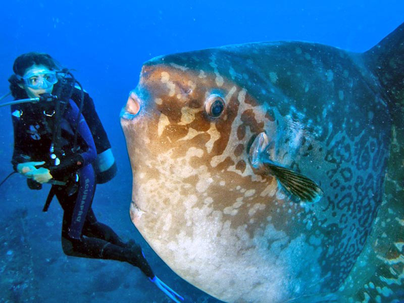 Ikan Mola