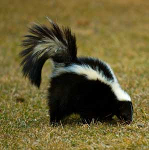 skunk.jpg