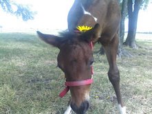 Our Foal Charlie
