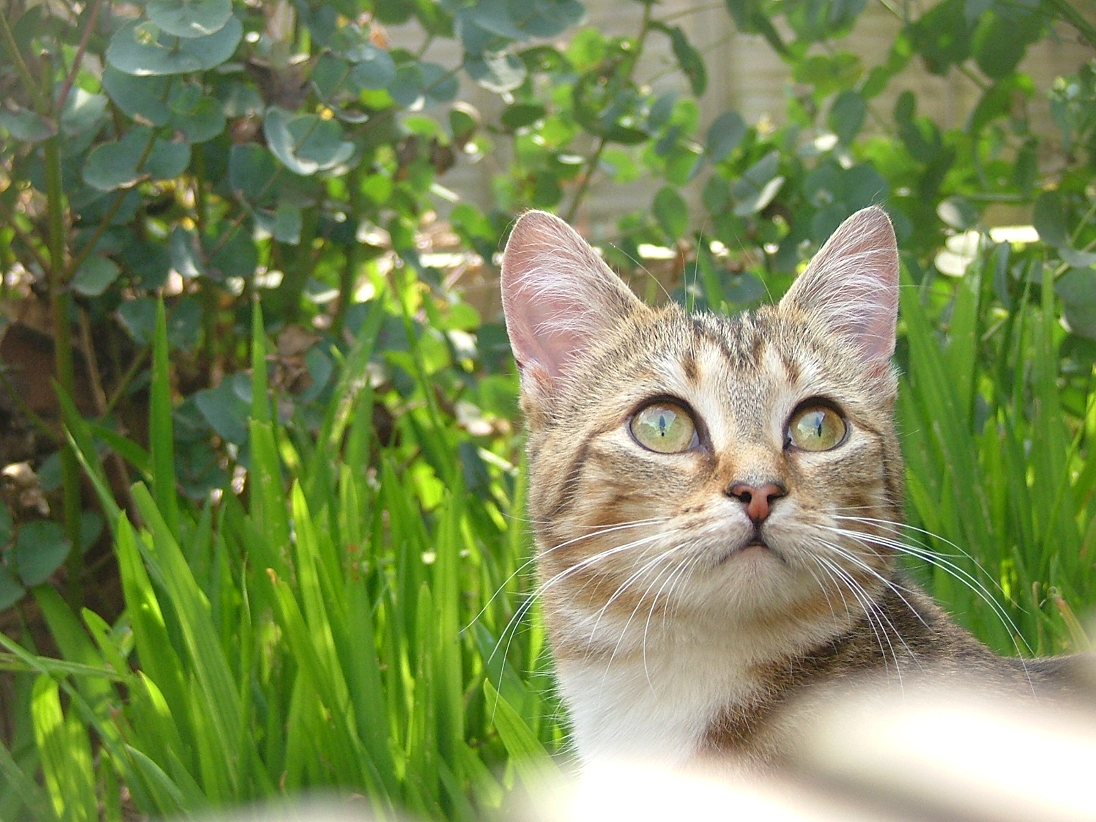 ... in the garden this summer s...