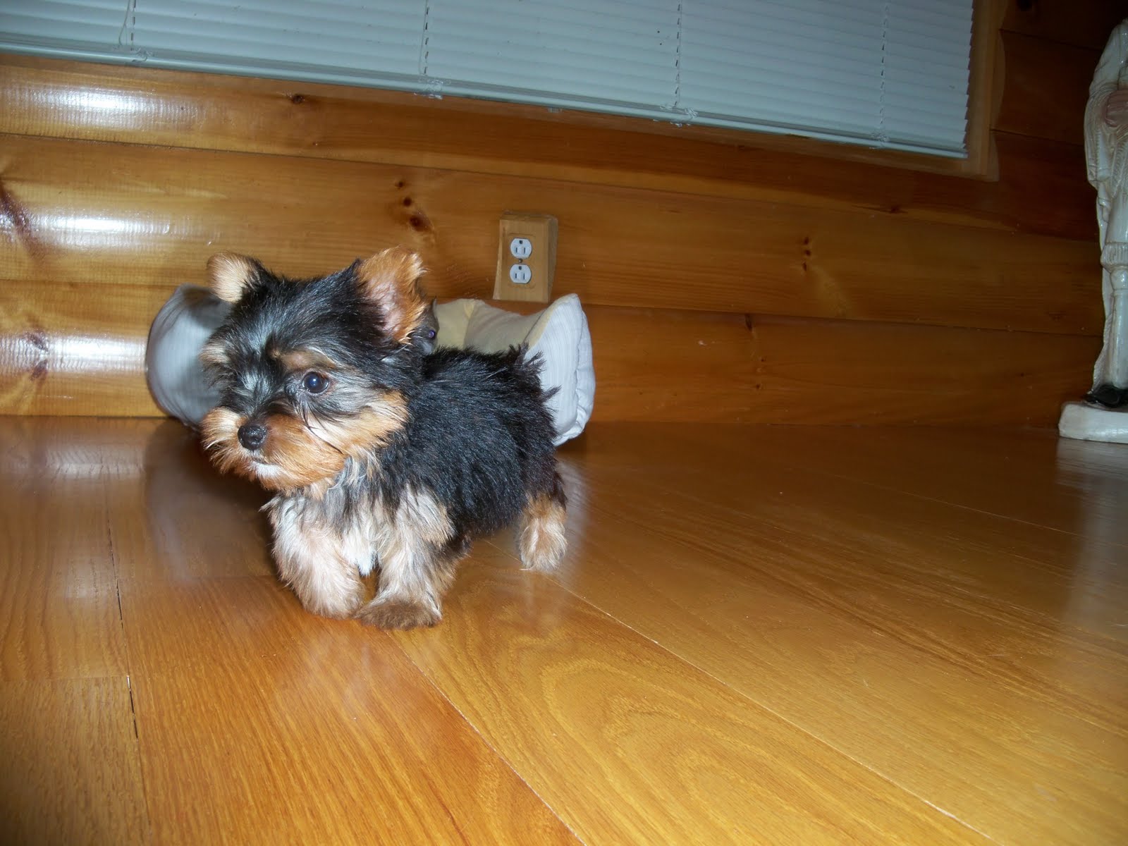 Ivy Bluff Kennel 6157655403 YORKIES