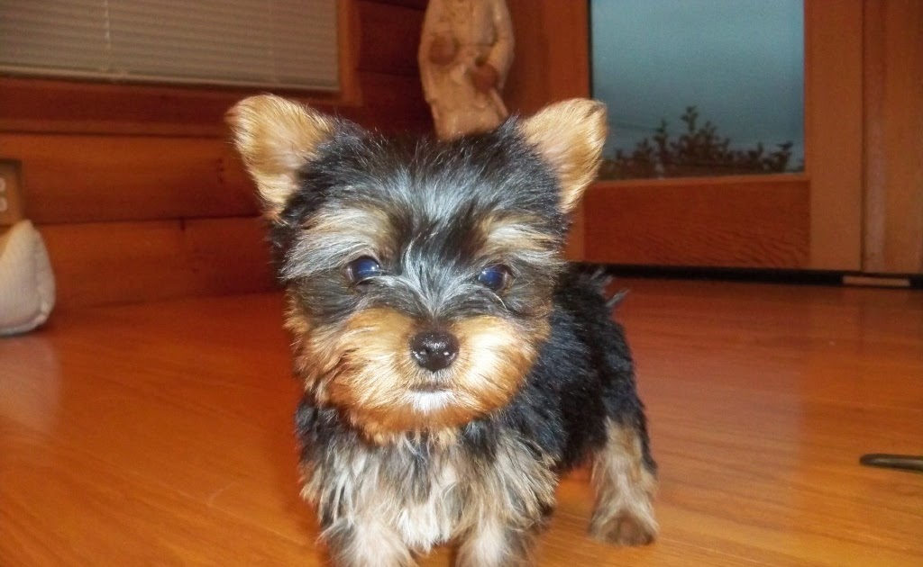 Ivy Bluff Kennel 6157655403 YORKIES