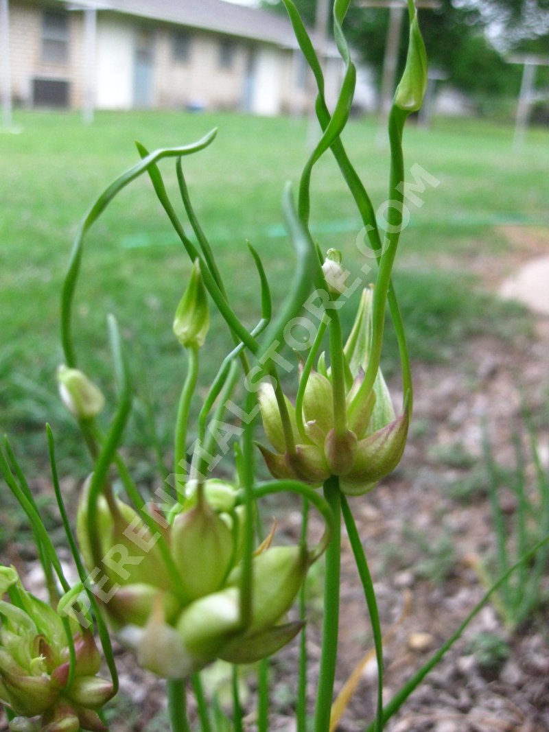 onion wild allium bulbs drummondii garlic plants leaves seeds perennial clumps