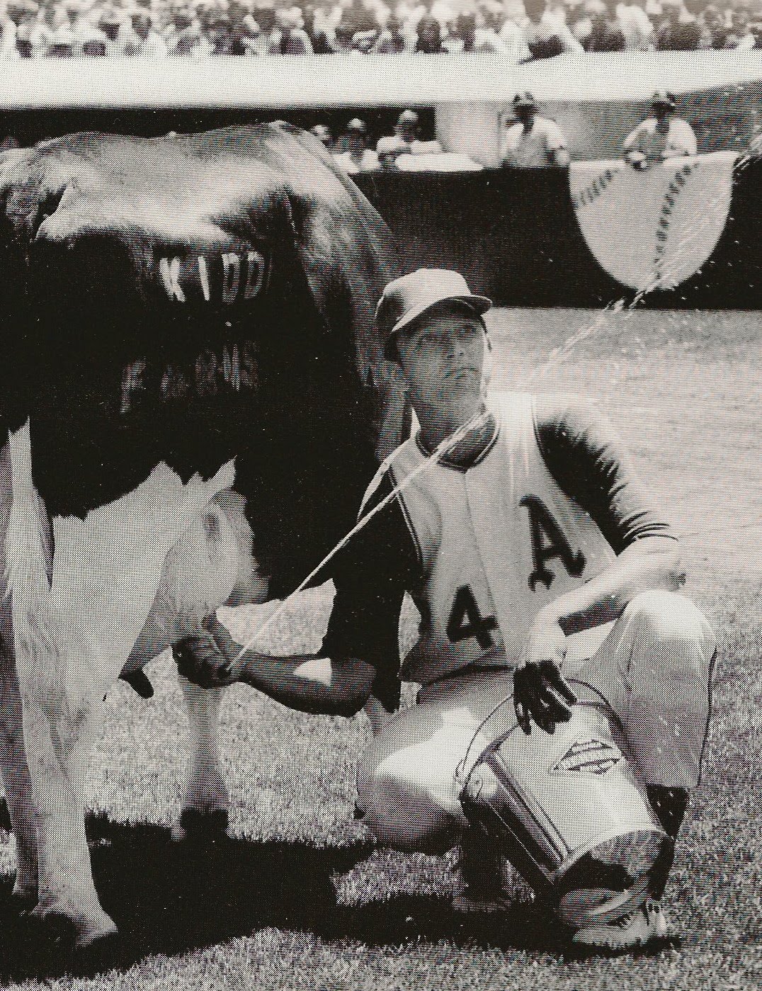 cow milking contest