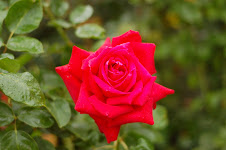 A Red Rose