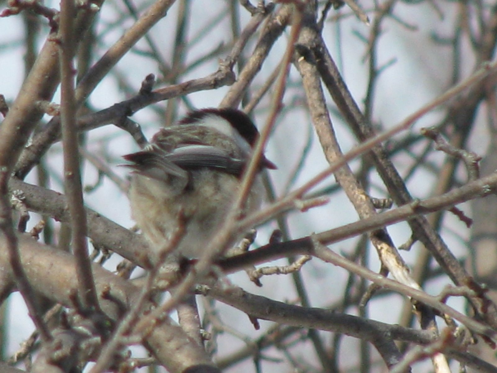 [chickadee+II.JPG]