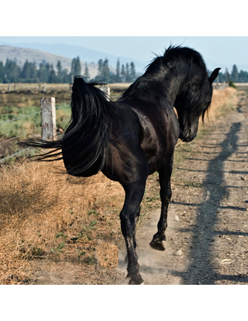 Incredible Horse