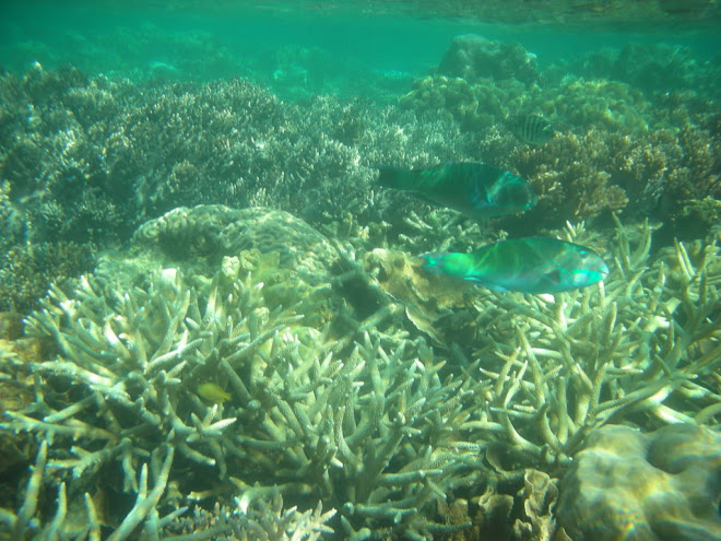 Pesci e coralli