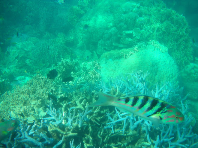 Pesci e coralli