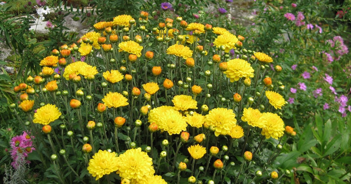 All The Latest Dirt Asters The Last Fall Flowers | all the latest dirt asters the last fall flowers All The Latest Dirt Asters The Last Fall Flowers | all the latest dirt asters the last fall flowers