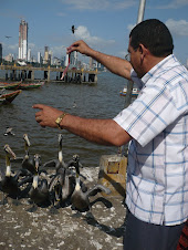 concierto de pelicanos