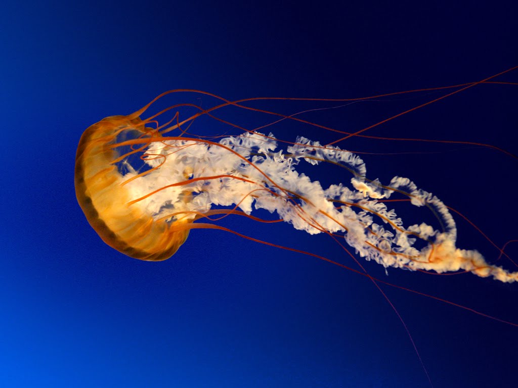 Photos Category: Jellyfish