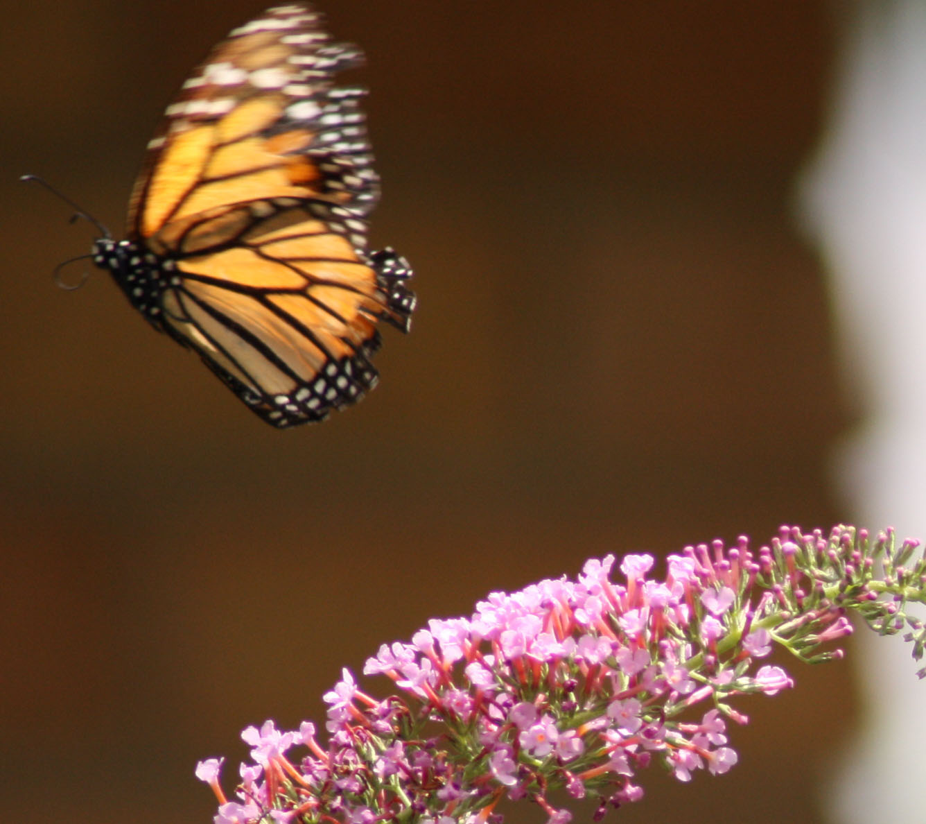 Butterflywatching The Butterfly Fly's Above the Pink Butterfly Bush