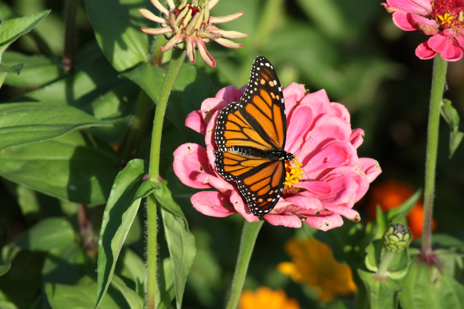 Butterflywatching The Monarch Butterfly Enjoys the Nectar