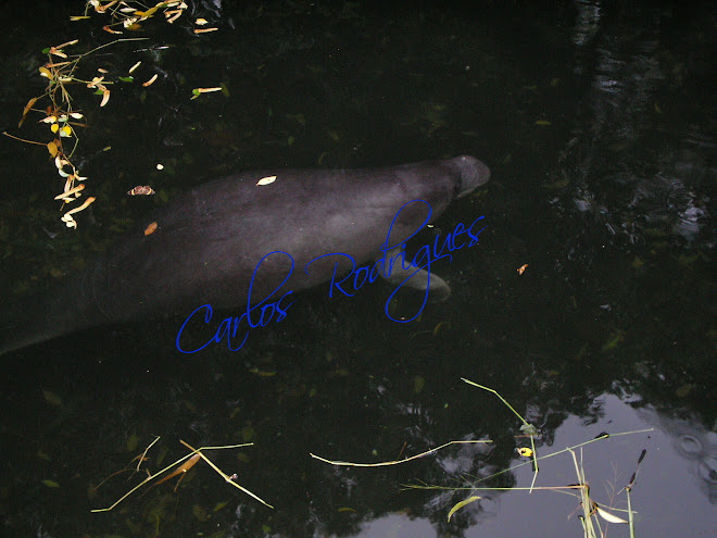 Peixe Boi do Museu Paraense Emílio Goeldi