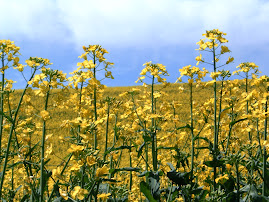 Lentils in bloom