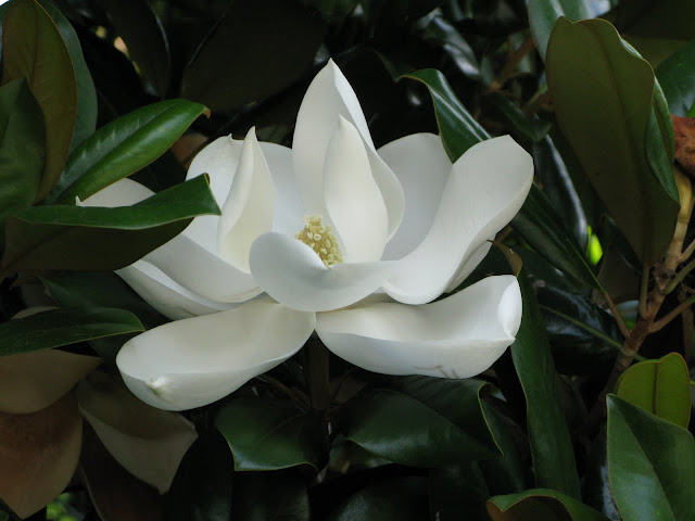 magnolia bloom