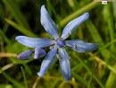 CLICK for more blue photos