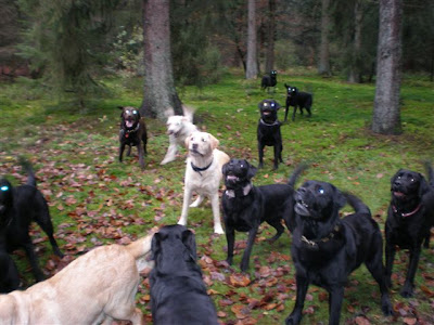Joe Batt S Arm November 2007