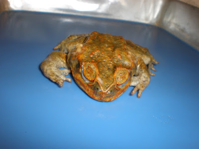 I am not an animal: Toad dissection