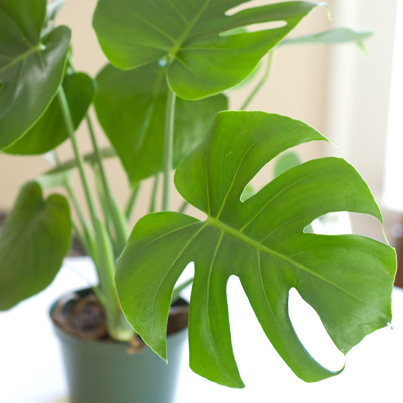 my new split leaf philodendron plant