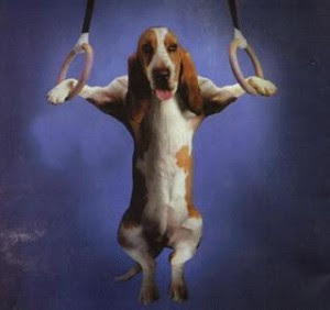Basset Hounds Pictures