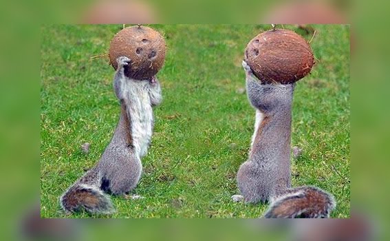 [squirrel-astronauts.jpg]