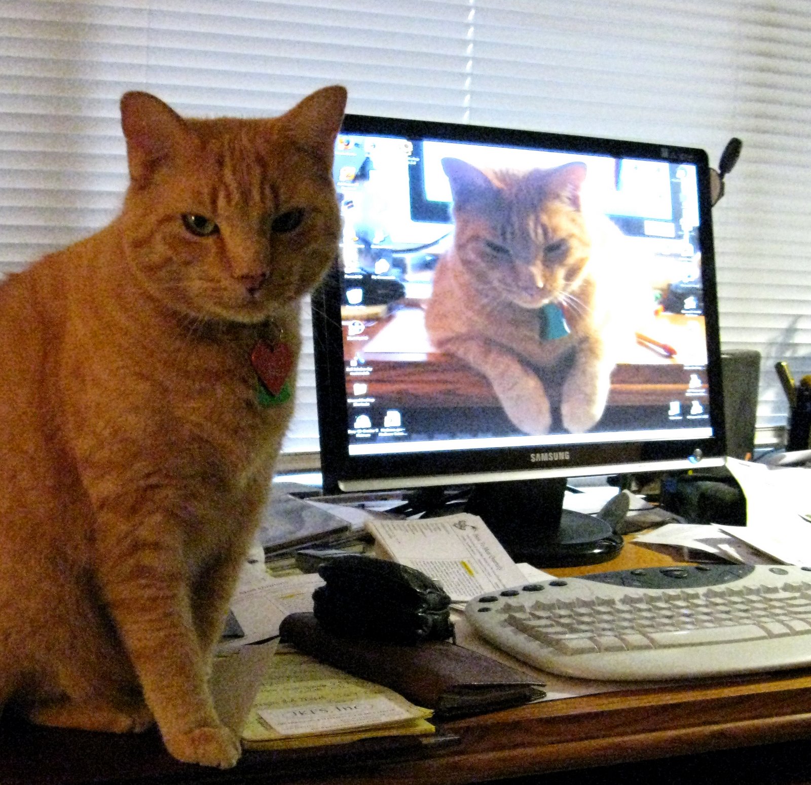 [Wide+screen+monitor+-+cat+model.jpg]