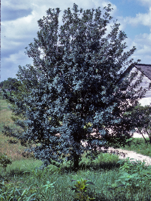 Lacey Oak