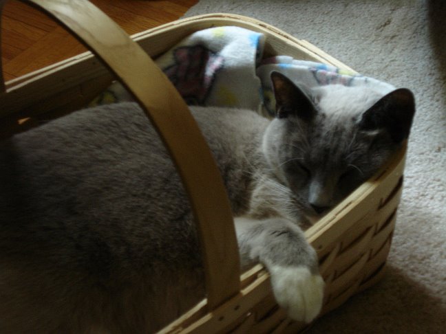 [goodcat.bmp]