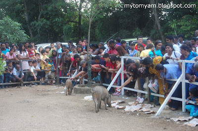 Lucky Wild Boars (Pigs) at Indian Temple in Taiping a new tourist attraction Wild+boars+%40+taiping_01