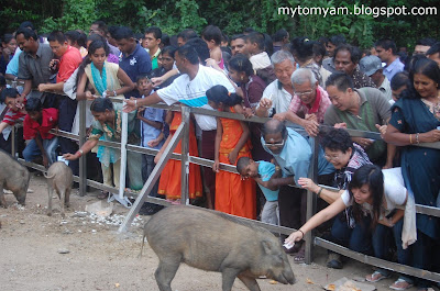 Lucky Wild Boars (Pigs) at Indian Temple in Taiping a new tourist attraction Wild+boars+%40+taiping_08