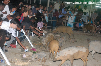 Lucky Wild Boars (Pigs) at Indian Temple in Taiping a new tourist attraction Wild+boars+%40+taiping_17