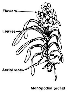 Aerial root