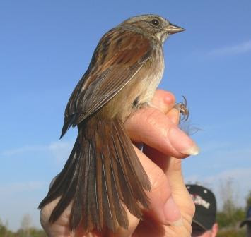 swamp sparrow swamp sparrow