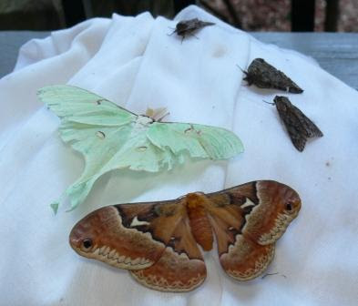 Ohio Birds And Biodiversity Moths Moths And More Moths