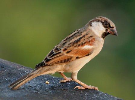 Eurasian Tree Sparrow resting