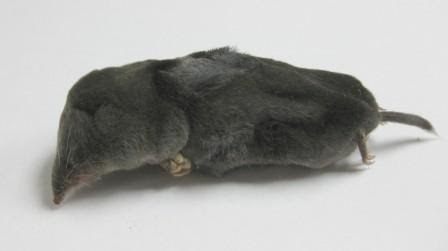 Ohio Birds And Biodiversity A Poisonous Mammal