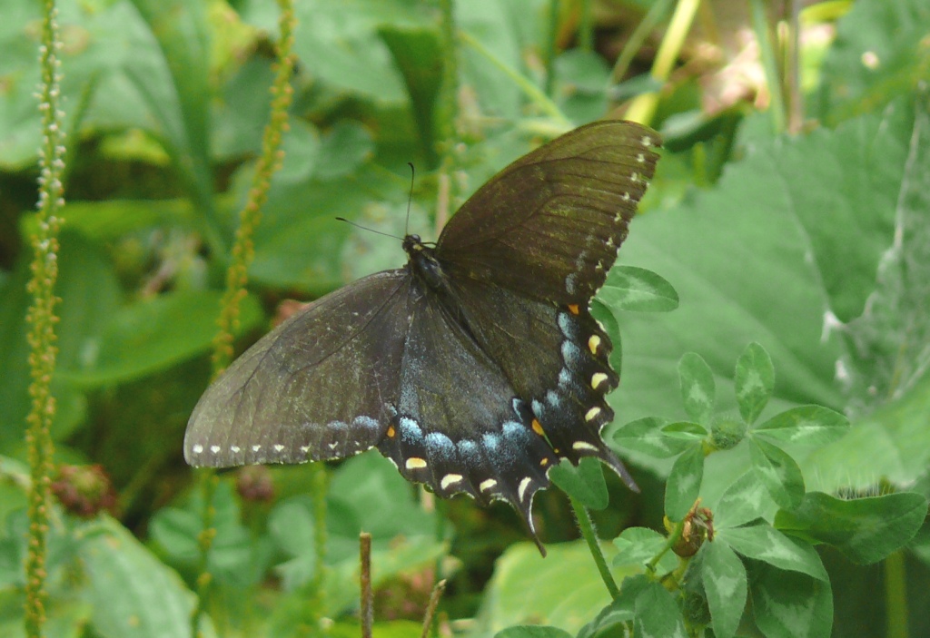 Ohio Birds and Biodiversity A few butterflies