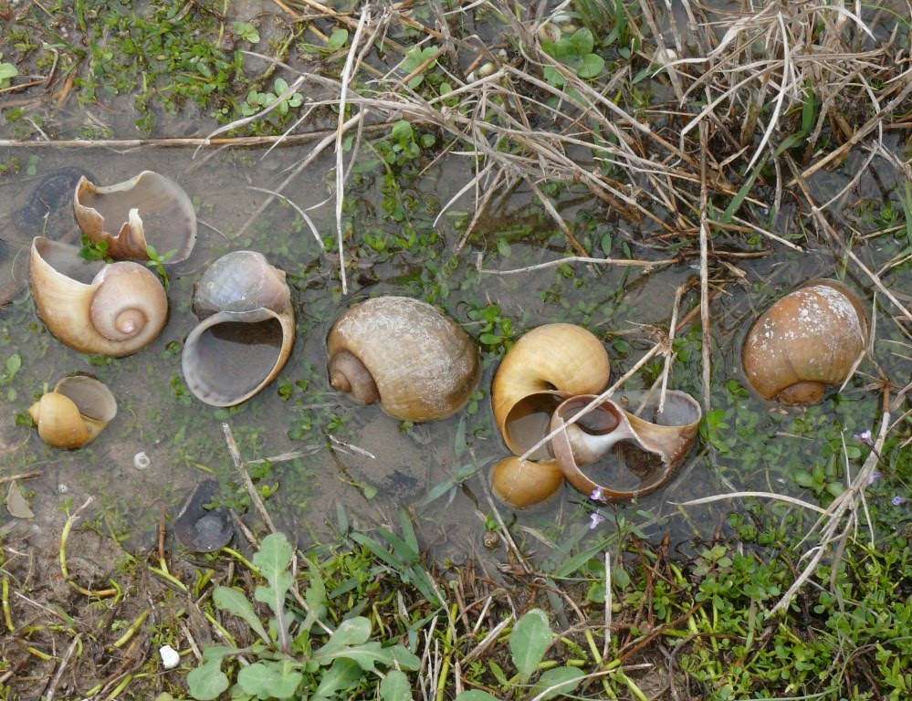 Ohio Birds and Biodiversity Florida Snails