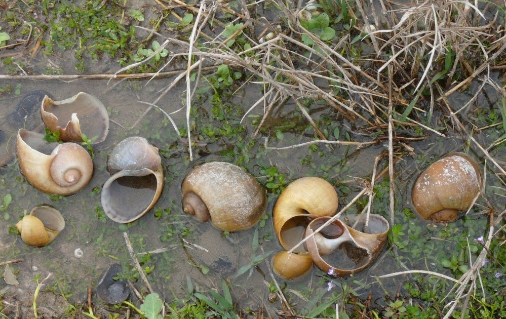 Florida Snails Ohio Birds and Biodiversity